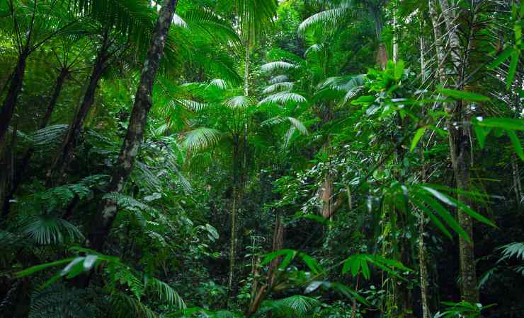 Amazzonia foresta