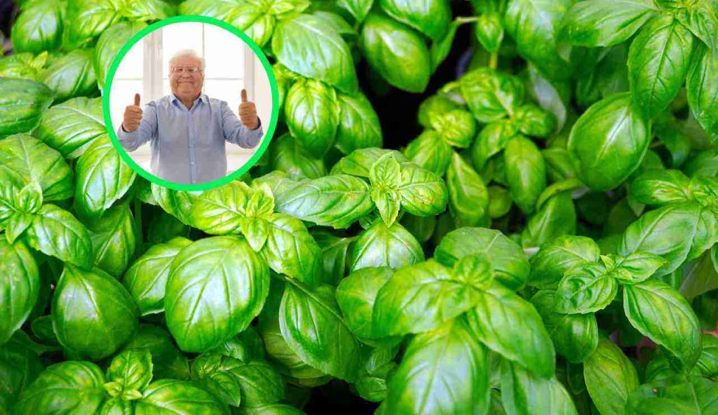 Mai più basilico giallo: se lo vuoi florido e rigoglioso usa il metodo della nonna | Quei centimetri cambiano tutto