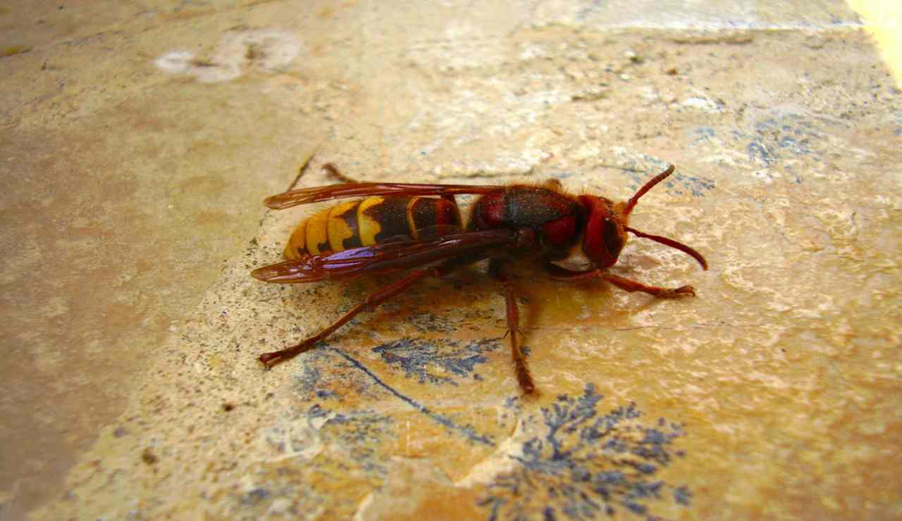 calabrone asiatico