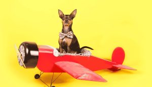 cane in viaggio sull'aereo