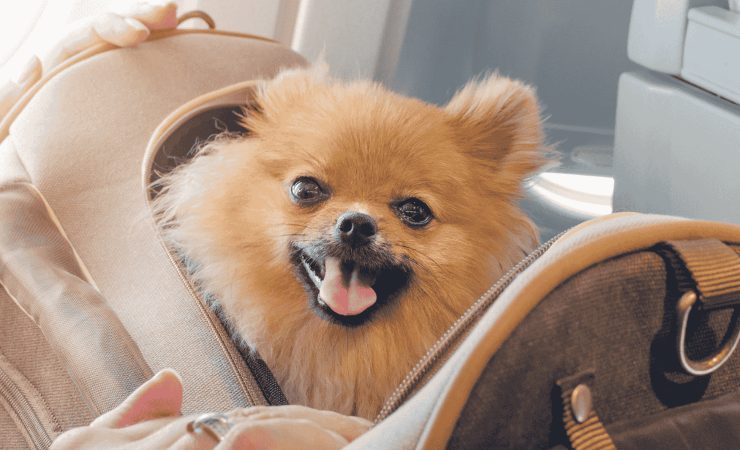 cane volando in viaggio