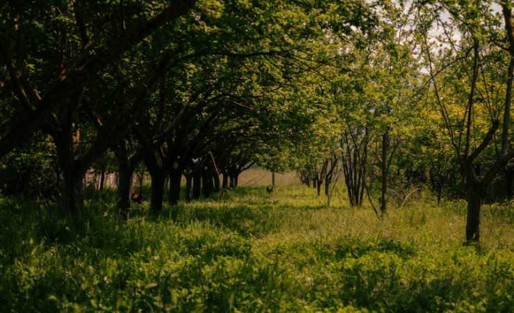 Giardino in Albania