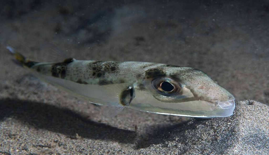 Allarme rosso sulle coste italiane, dall’Oceano Indiano arriva il pesce killer | Basta una puntura e finisci in Camposanto