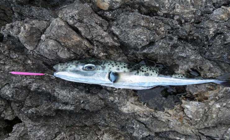 Pesce palla argenteo 
