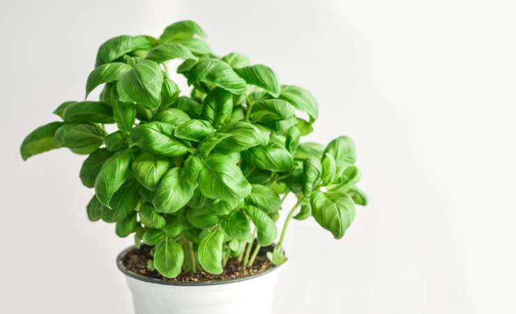 Pianta basilico