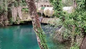 Cascate capelli di Venere
