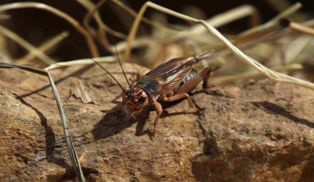 Dopo le 7 piaghe d’Egitto arriva l’ottava, l’invasione dell’ACHETA scatena in panico in tutte le case | in questa Regione è già emergenza