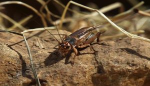 Acheta Domesticus