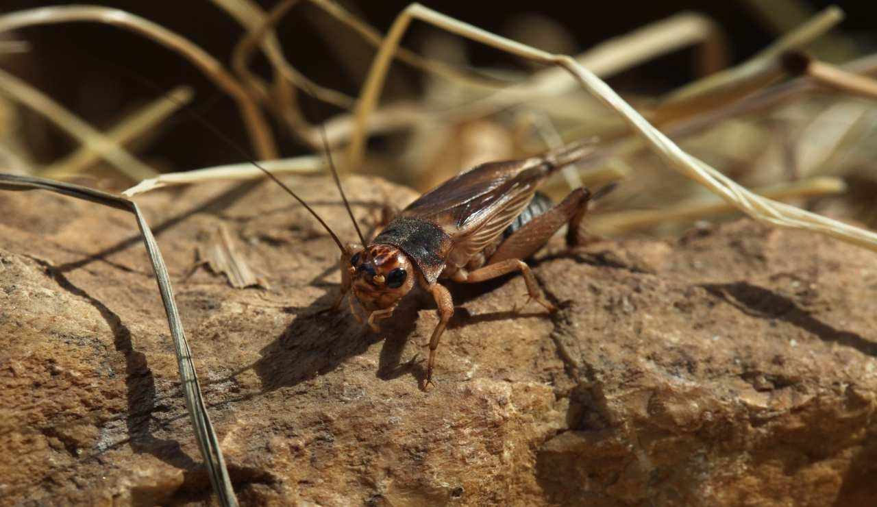 Acheta Domesticus