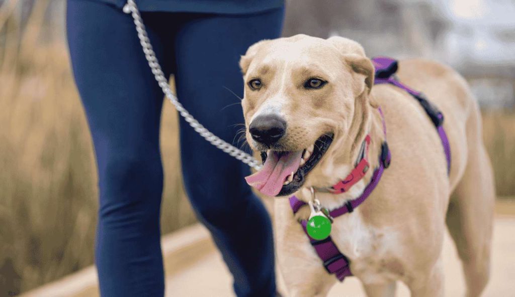 “CANE, se non hai patentino scatta il SEQUESTRO” | Approvato il progetto di legge al Parlamento: le 26 razze a rischio canile