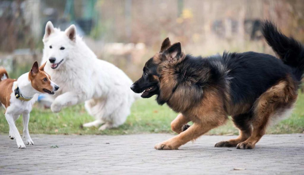 TASSA sui CANI: la licenza da 400€ è già attiva in queste città | Stangata choc dall’Europa: ora i 4 zampe diventano un lusso