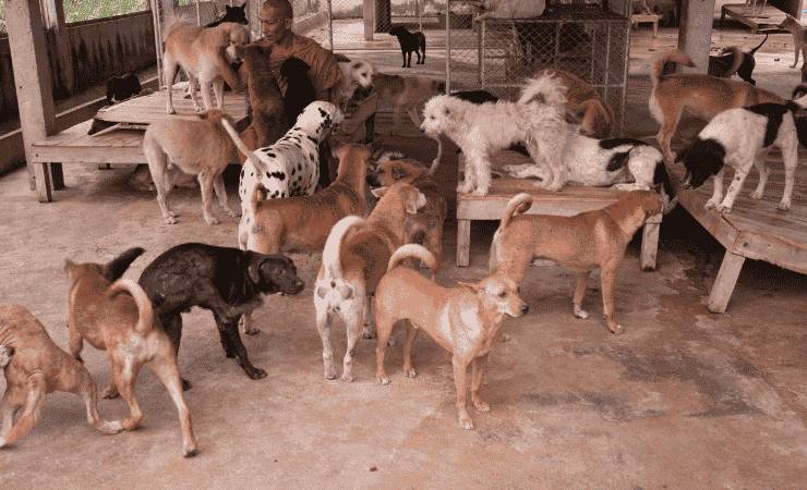 Canile cani