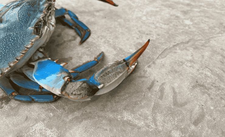 Granchio blu