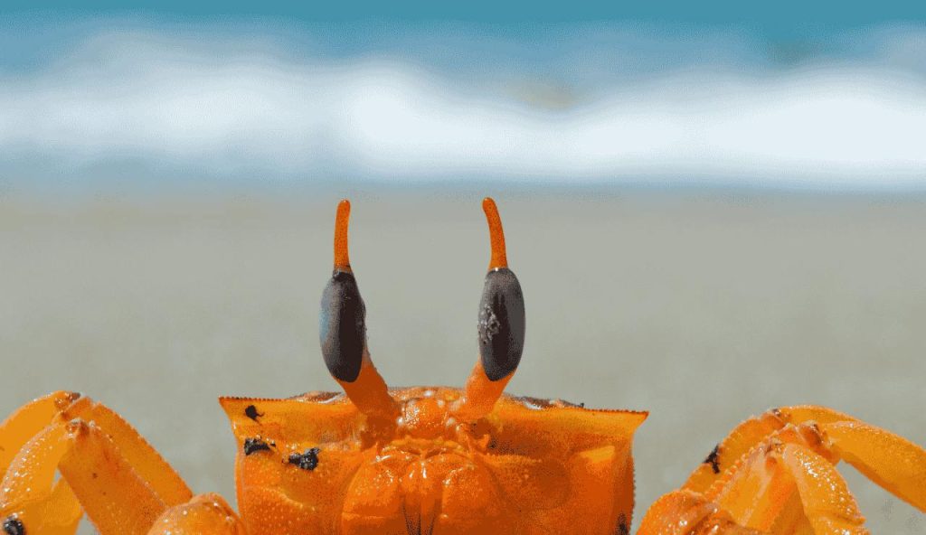 Allarme sulle spiagge italiane, avvistato il GRANCHIO CANNIBALE | La nuova minaccia arriva dal mare: “Attaccano i più piccoli”