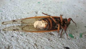 Massospora cicadina esemplare