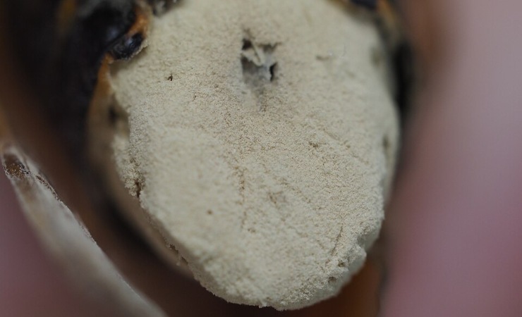 Massospora cicadina tappo