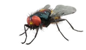 Mosca carnaria
