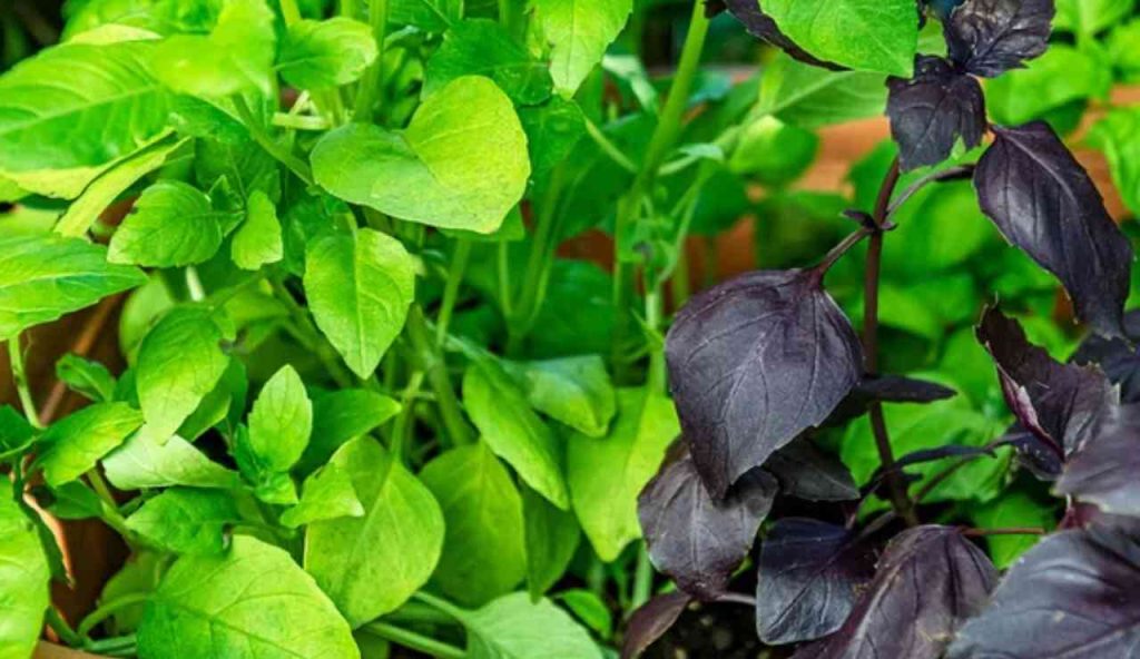 BASILICO, se ti avanza prova il cocktail più cool dell’estate | Rinfrescante, aromatico e pronto in uno schiocco di dita