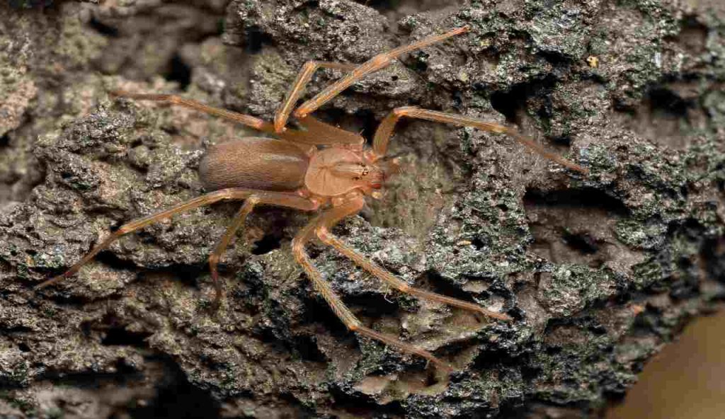 Allarme rosso in casa: questo piccolo insetto può farti MARCIRE la PELLE | Avvistato in tutta Italia: lo riconosci subito dal colore