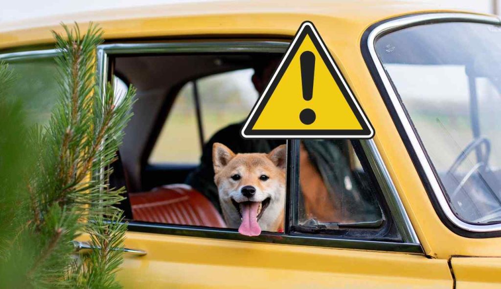 Cane in auto, il Codice della Strada picchia duro: multe fino a 10.000 euro se commetti questo errore | Controlli serrati in tutta Italia