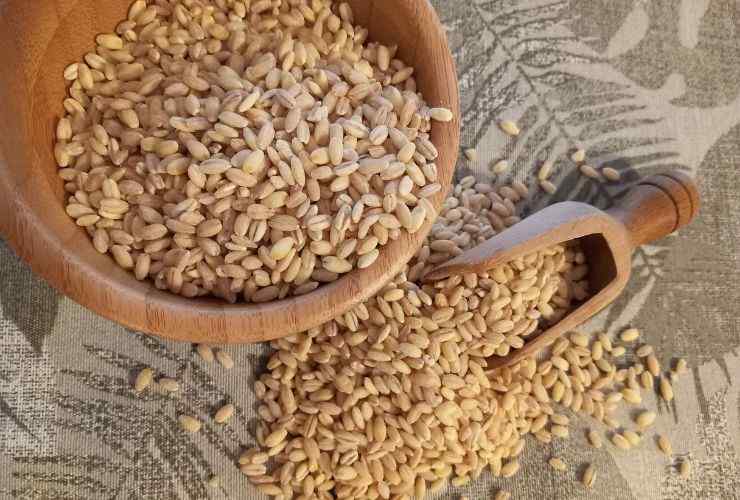 Orzo