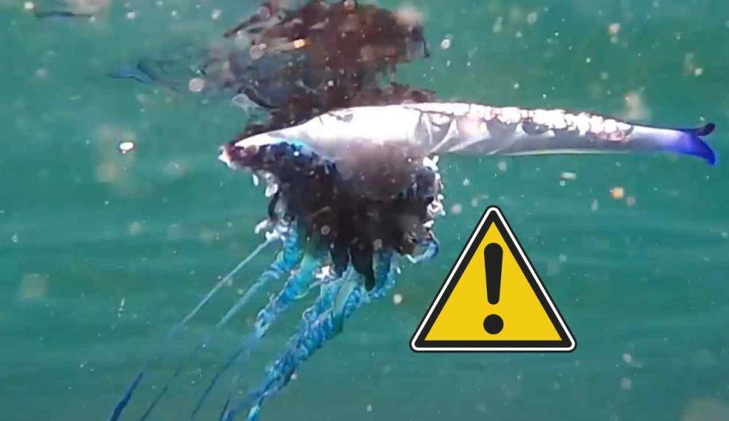 Allarme rosso sulle spiagge italiane: avvistata la MEDUSA KILLER | In queste Regioni: basta una puntura per passare a miglior vita