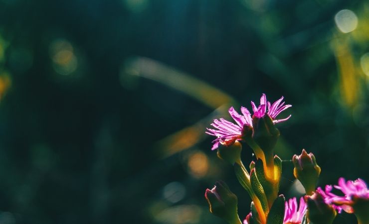 Delosperma 