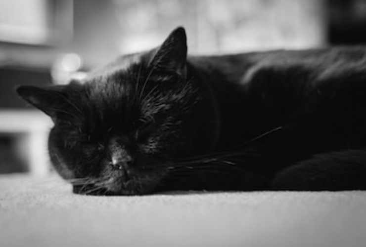 Gatto nero