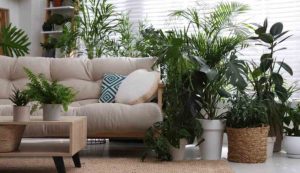 Piante in casa (Depositphotos foto) - www.cosediviaggio.it